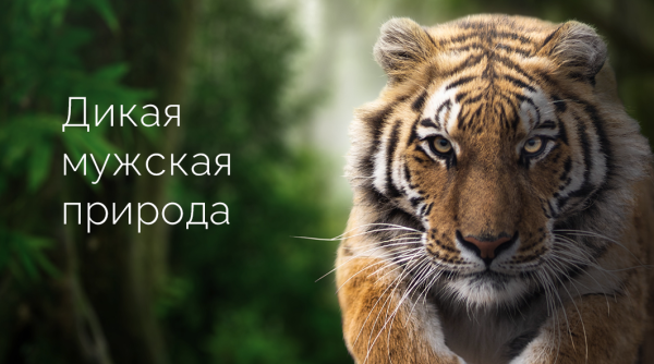 "Дикая мужская природа" (Андрогель)